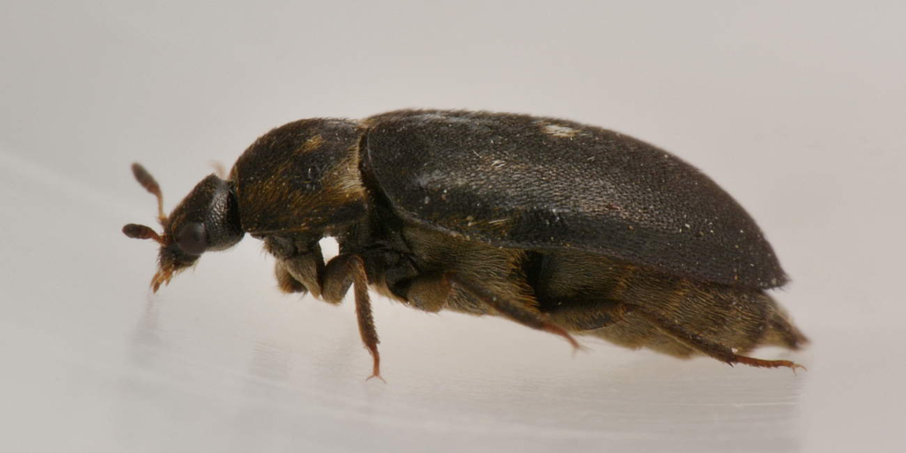 Attagenus pellio? S. Dermestidae